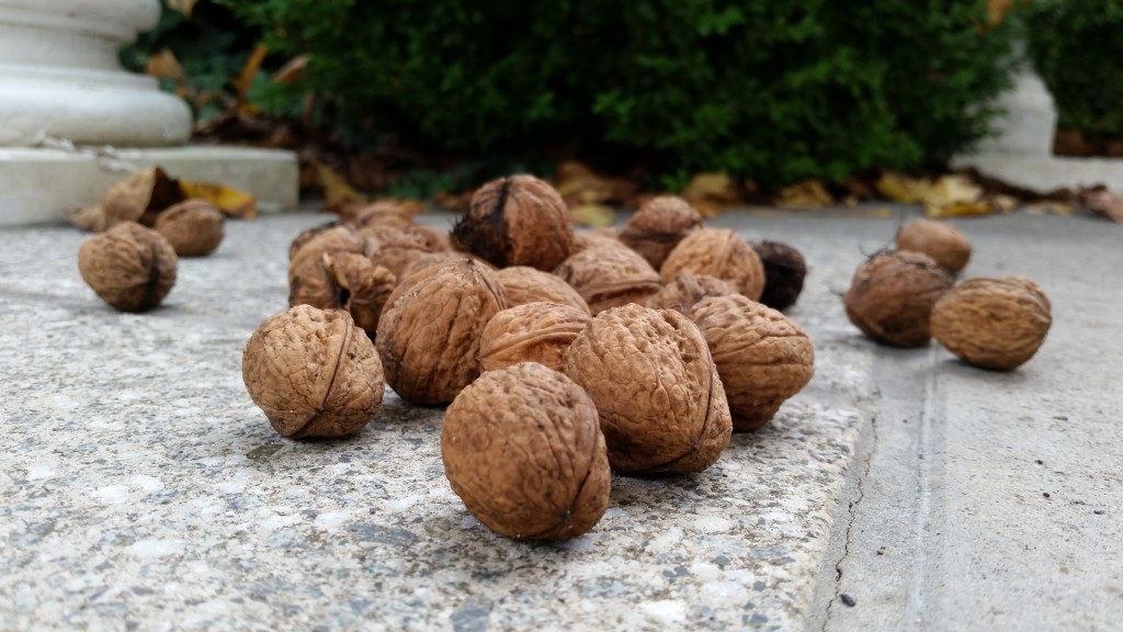 Gartenarbeit im März Seite 2 Sophies Garten